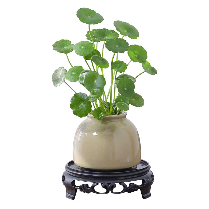 铜钱草盆栽小绿植客厅茶桌办公室桌面金钱草水培植物招财摆件好养,淘宝优惠券,粉丝福利购,淘宝优惠卷