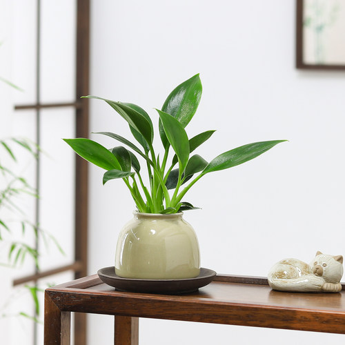 心愿蕨蔓绿绒盆栽室内办公桌面绿植四季好养水培植物净化空气茶台 - 图2