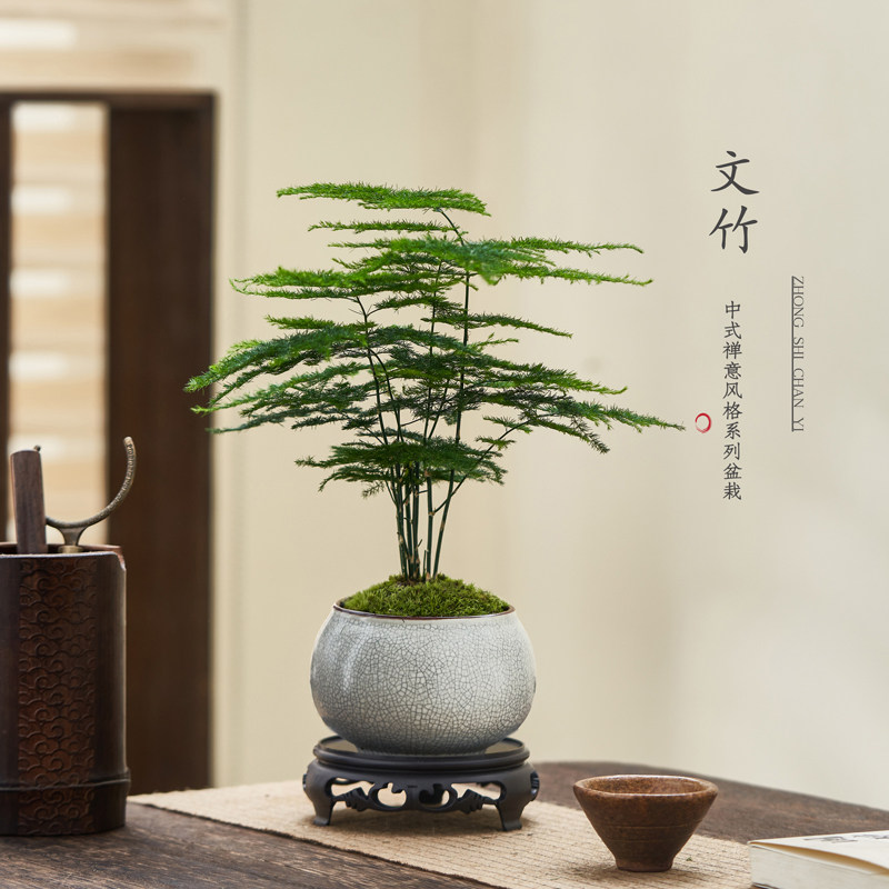 文竹绿植盆栽花卉盆景客厅办公室内书工位桌面茶几中式禅意好养,淘宝优惠券,粉丝福利购,淘宝优惠卷