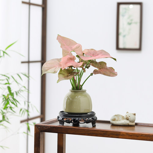 心愿蕨蔓绿绒盆栽室内办公桌面绿植四季好养水培植物净化空气茶台 - 图1