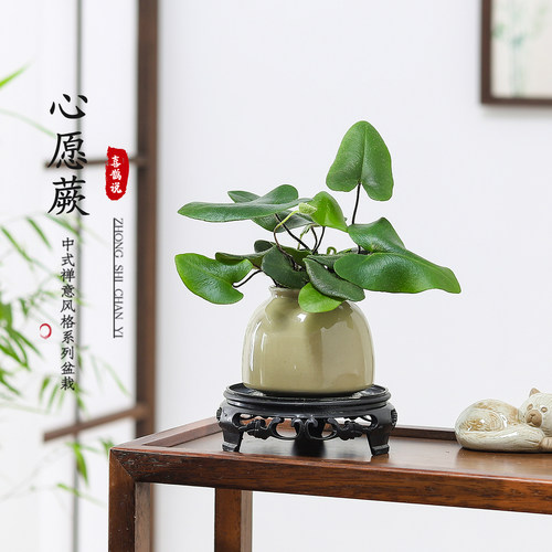 心愿蕨蔓绿绒盆栽室内办公桌面绿植四季好养水培植物净化空气茶台 - 图0