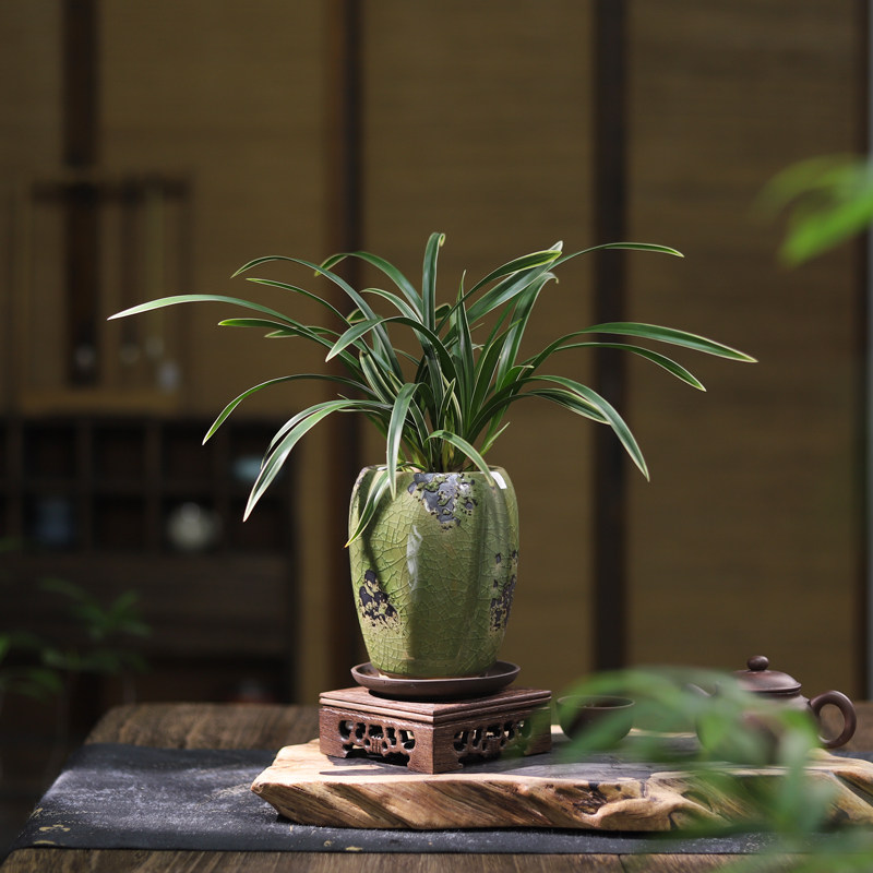 帝王妃兰花建兰年宵花卉盆景办公室内桌面四季常青绿植物好养盆栽,淘宝优惠券,粉丝福利购,淘宝优惠卷