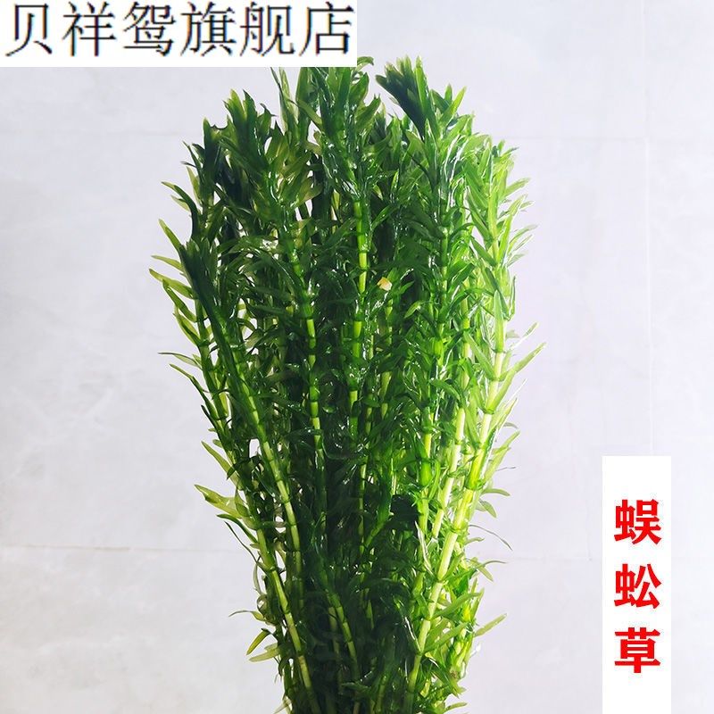 绿九冠水草 新人首单立减十元 22年7月 淘宝海外