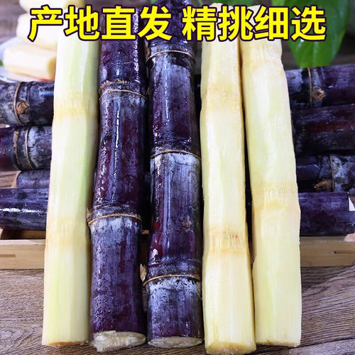 正宗广西黑皮甘蔗 新鲜现砍现发农家肥种植水果甘蔗 皮薄脆甜多汁 - 图0