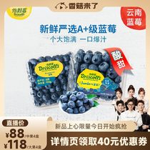 (shiitake mushrooms come) Yiberries Yunnan fresh blueberries fresh fruit sour sweet Chinese fruits Big fruit 125g * 4 boxes