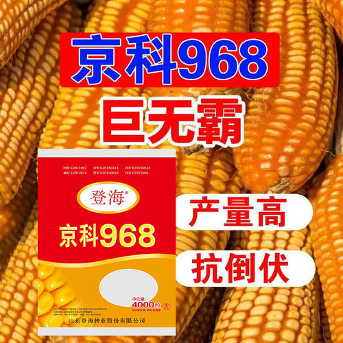 正品高产玉米种子矮杆大棒耐高温正品原装京科968抗病耐涝南北方 - 图1