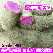 Jiangxi Now Digs Purple Yam Fresh 5 Catty Feet of Potato Purple Large Friar Purple Sweet Potato and Potato Farm Vegetables