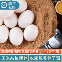 Selection of fresh pigeon eggs 30 Peasant Loose 5 cereals Cereals Feeding Pigeon Eggs Gifts Children Pregnant Women White Dove Eggs
