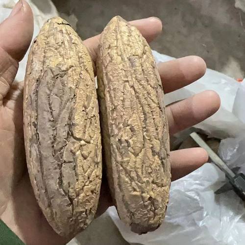 千眼菩提子原籽千眼菩提绿果白果大胖果文玩手把件按斤精挑新老果 - 图1