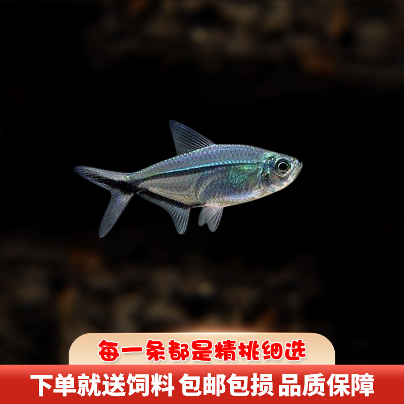 黑尾大勾鱼群游草缸热带淡水鱼活体红鱼小型鱼好养耐活观赏鱼批发-图1