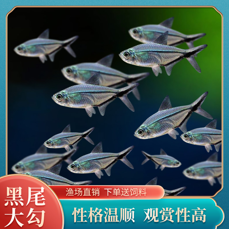 黑尾大勾鱼群游草缸热带淡水鱼活体红鱼小型鱼好养耐活观赏鱼批发-图0