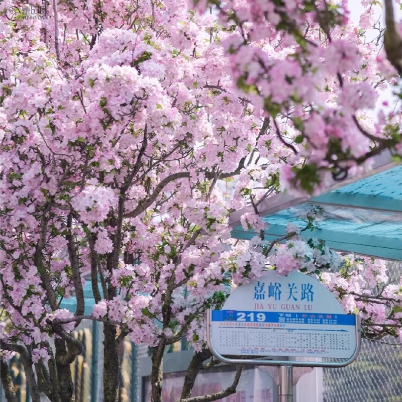 西府海棠树苗海棠树苗高杆垂丝海棠树苗庭院风景树地栽带土球发货-图0