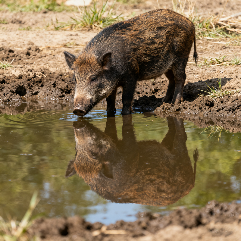 野山猪人工驯养改良二代野猪幼崽活家养黑猪活体幼崽巴马香猪,淘宝优惠券,粉丝福利购,淘宝优惠卷