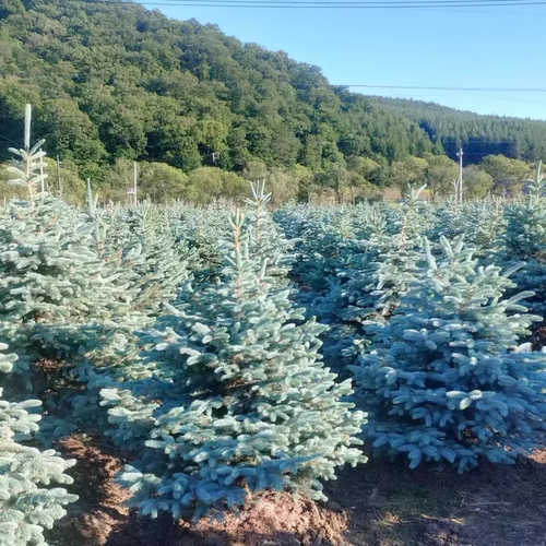 美国蓝杉科罗拉多蓝杉花园庭院别墅花镜植物圣诞树真树蓝杉树苗 - 图0
