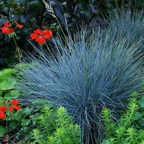 Blue Sheep Thatch Plant Potted Fry Patio Patio Root Ground to be viewed with grass blue Pink Pink Grass Feather Grass Good