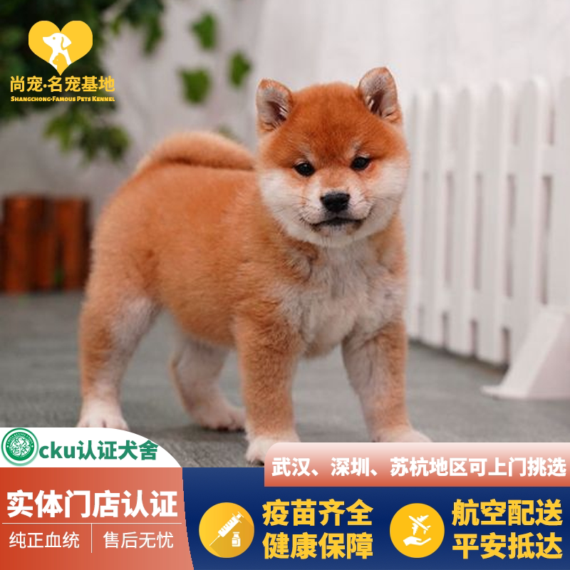 市場 パッチワークキット 柴犬かわいい動物シリーズオリムパス