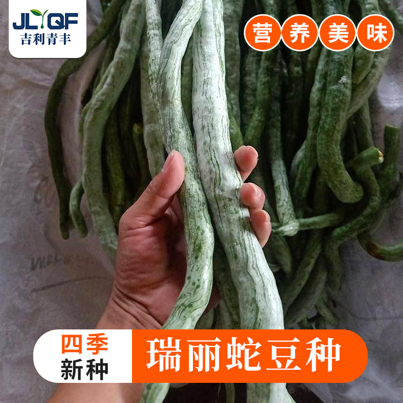 蛇豆种籽蛇瓜种子四季龙豆角春四季野菜盆栽阳台特大葫芦蔬菜种孑-图1