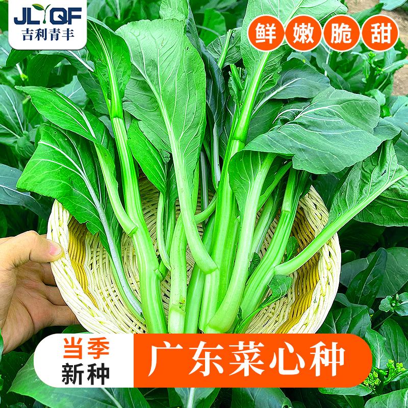 四季广东四九菜心种子抗热耐湿30天收青菜苔种籽春夏阳台蔬菜种孑-图1