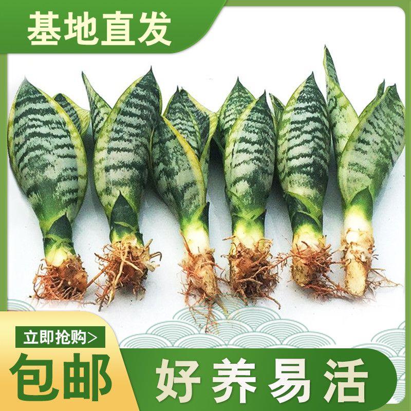 金边虎皮兰新房吸甲醛多肉植物防辐射室内花卉绿植盆栽高矮虎尾兰 - 图1