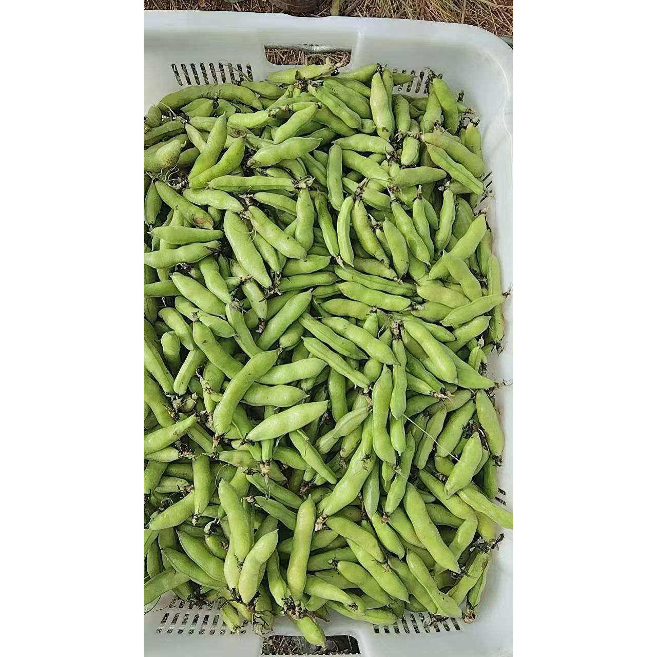 云南蚕豆新鲜带壳生蚕豆豆荚2025年新货兰花豆胡豆绿心馋豆蔬菜,淘宝优惠券,粉丝福利购,淘宝优惠卷