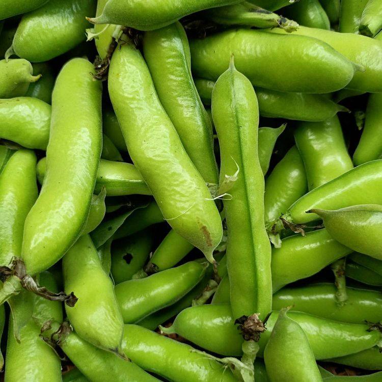 云南蚕豆新鲜带壳生蚕豆豆荚2025年新货兰花豆胡豆绿心馋豆蔬菜,淘宝优惠券,粉丝福利购,淘宝优惠卷