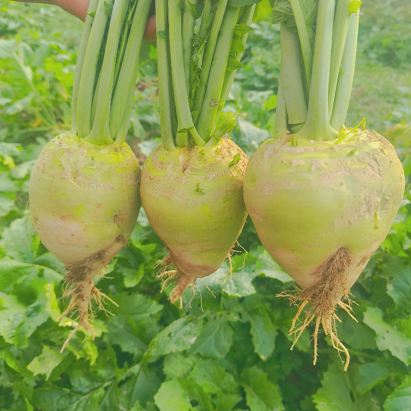 新鲜芥菜疙瘩现挖大头菜辣旮瘩腌制咸菜芥菜丝农村蔬菜5斤装包邮