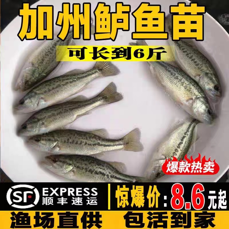 半斤加州鲈鱼苗可食用大口黑鲈路亚凶猛肉食淡水鳜鱼苗特大养殖小 - 图1