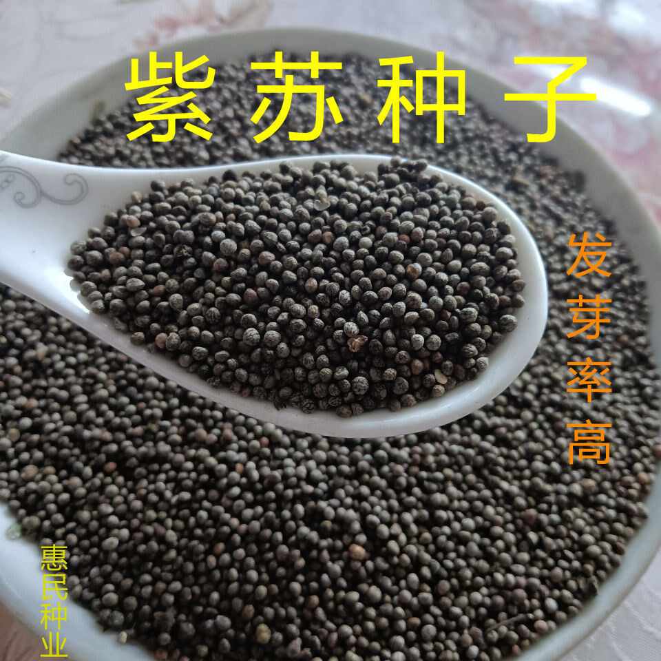 紫蘇子種子 新人首單立減十元 22年10月 淘寶海外