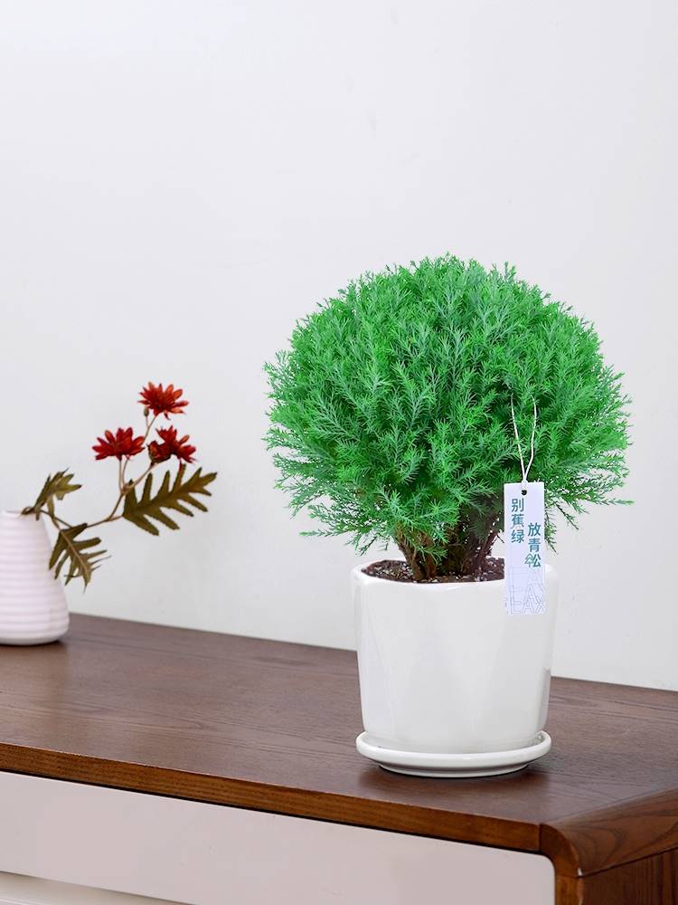 盆景花卉大全岚雾凇桌面老桩绿植办公室雾松放青松植物盆栽