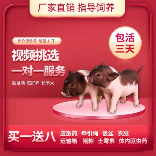 小香猪母猪宠物幼崽纯种泰国小香猪萌宠网红猪活的长不大的迷你宠