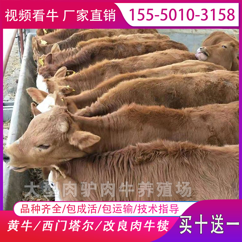 改良肉牛犊活牛鲁西黄牛犊活体三元杂交牛苗3-6个月牛崽西门塔尔 - 图1