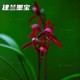 Jianlan Mobao Twilight Mountain Zi Guifei drunken fragrance is easy to nourish