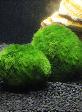 2-3cm Marimo Moss Balls Live Aquarium Plant Algae Fish Shrim