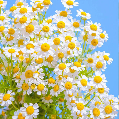洋甘菊鲜花玫瑰花束配草云南基地直发小清新花束 - 图0