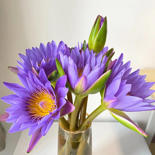 云南睡莲鲜花直批直发向日葵百合花束同城速递室内水养插花 - 图3