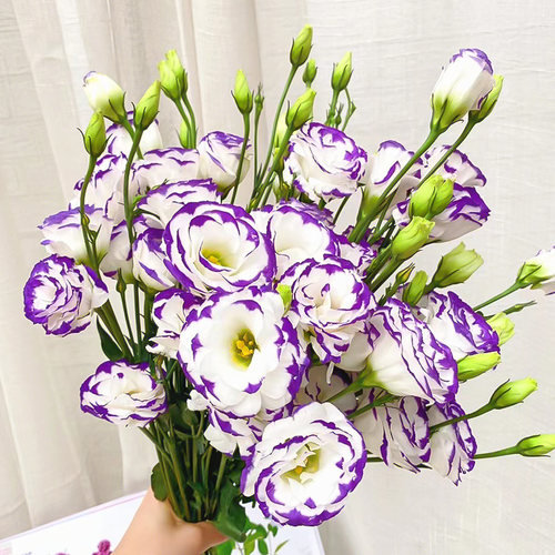 洋桔梗鲜花基地直发桔梗鲜花百合花玫瑰花家用插花 - 图1
