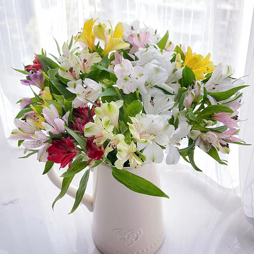 水仙百合六出花鲜切花水养家庭插花昆明基地直发 - 图1