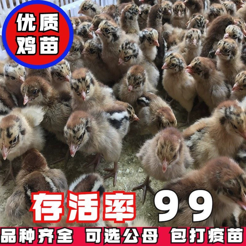 小鸡活苗鸡苗鸡活苗三黄鸡苗土鸡活苗小鸡苗活五黑鸡苗小鸡苗宠物,淘宝优惠券,粉丝福利购,淘宝优惠卷