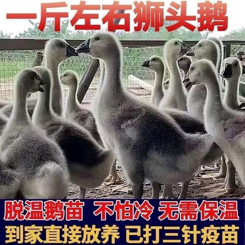 一斤潮汕狮头鹅苗特大纯种活体幼苗狮头鹅活体小鹅灰色狮头宠物鹅,淘宝优惠券,粉丝福利购,淘宝优惠卷