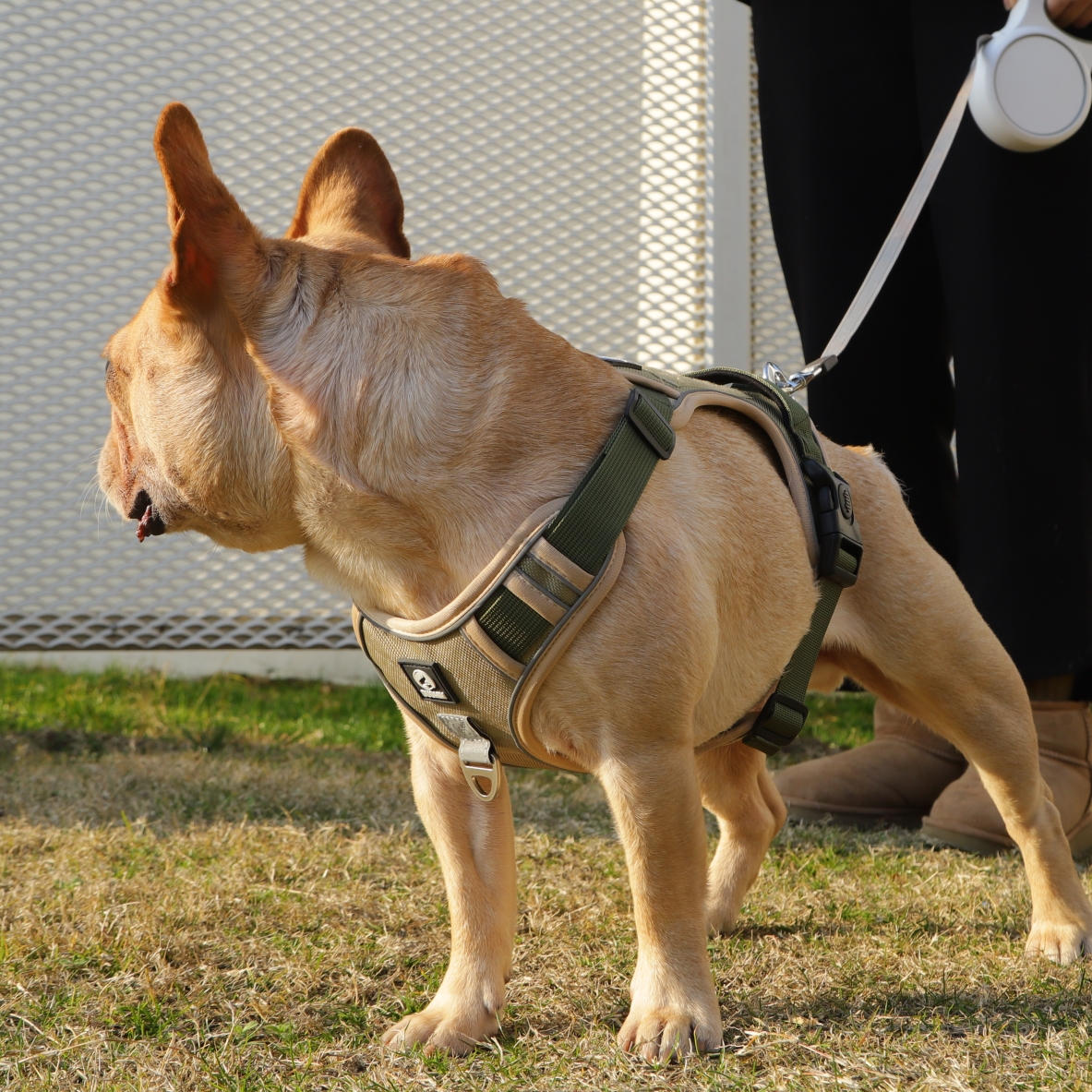 狗狗牵引绳中型大型犬狗链子遛狗背心式狗绳子金毛拉布拉多胸背带-图0