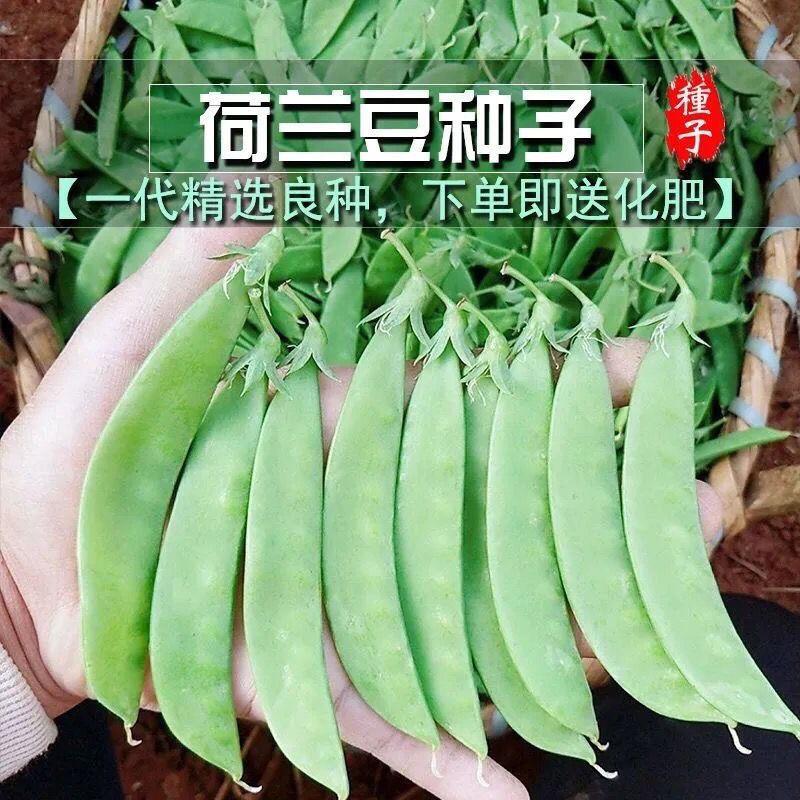 软荚荷兰豆种子春夏秋四季播种大荚菜豆豌豆豆角种籽农家蔬菜种籽 - 图2