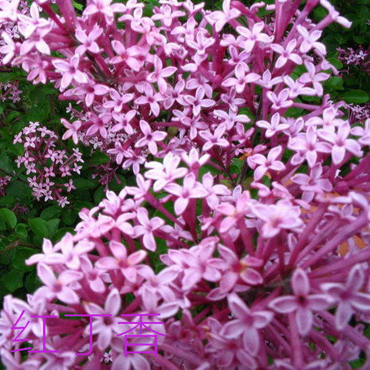 丁香花种子盆栽植物花卉庭院阳台种子浓香花卉种籽春天紫丁香种子 - 图0