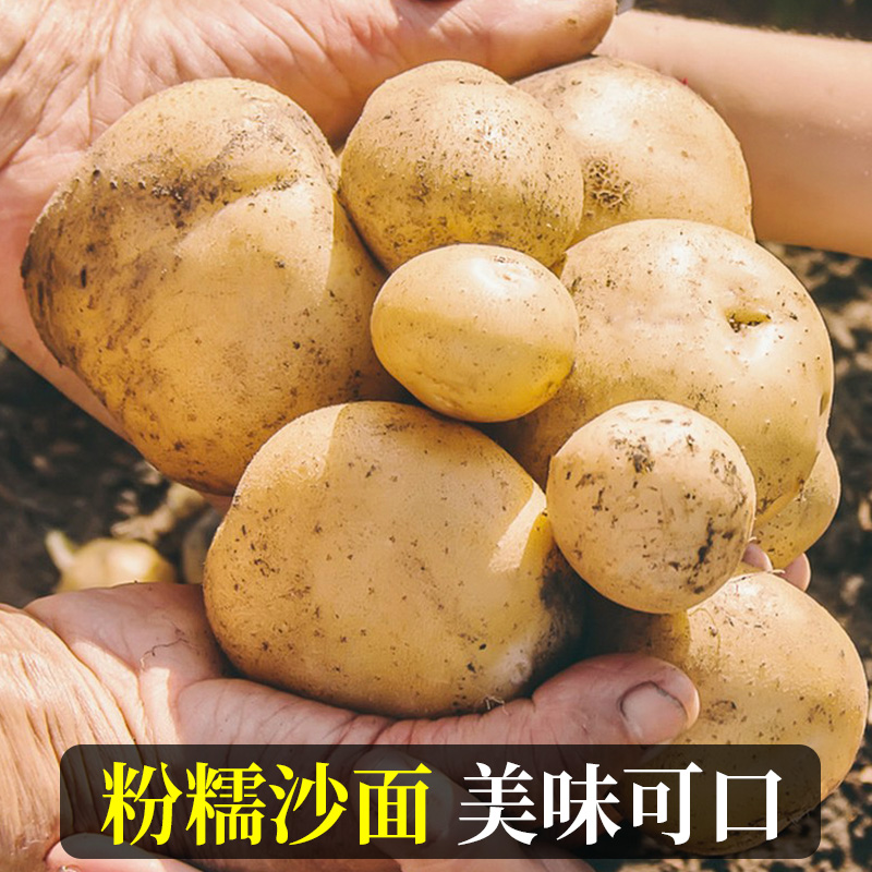 恩施大土豆10斤新鲜包邮黄心批发高山蔬菜富硒士豆马铃薯湖北洋芋