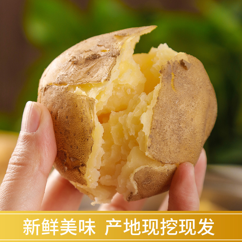 定西沙面大土豆新鲜当季蔬菜现挖马铃薯黄心洋芋甘肃高原整箱批发