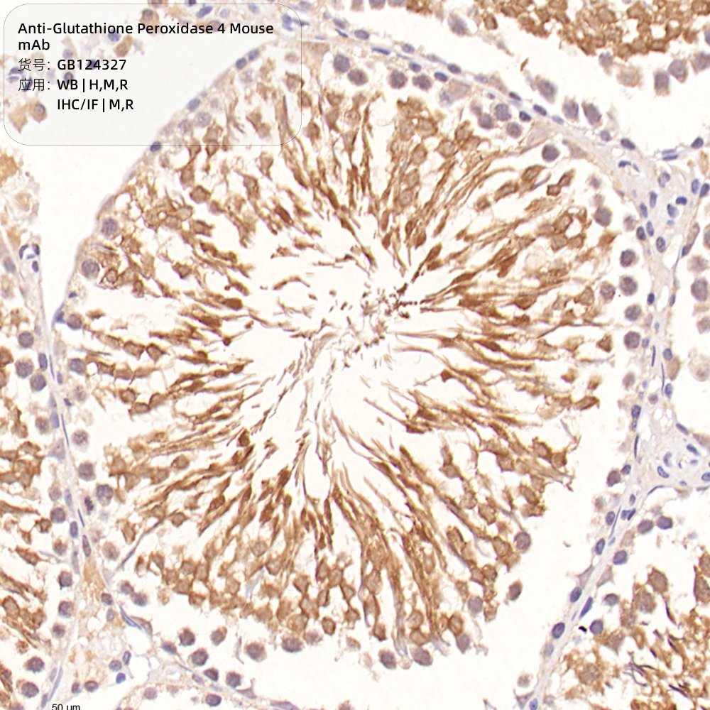 Servicebio抗谷胱甘肽过氧化物酶4小鼠单克隆抗体GB124327,100μL - 图0