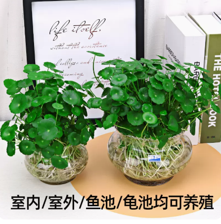 铜钱草水培植物鱼缸大叶水栽水养绿植带盆土培水草客厅室内外花卉-图0