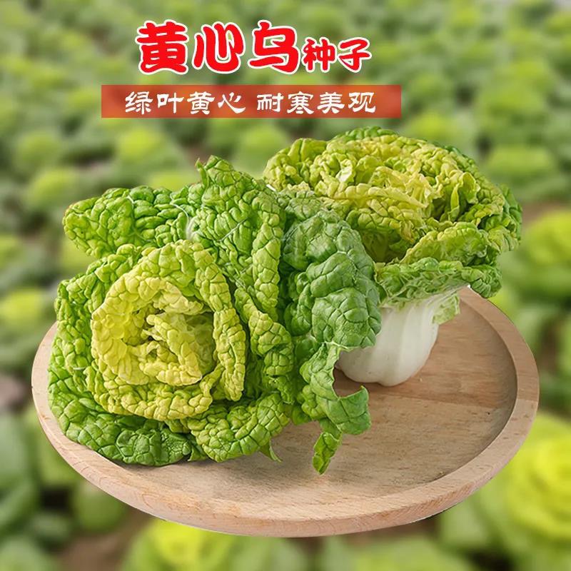 黄心乌塌菜种子耐寒黄心菜种籽菊花心菜籽种易种黄金乌蔬菜种子 - 图2