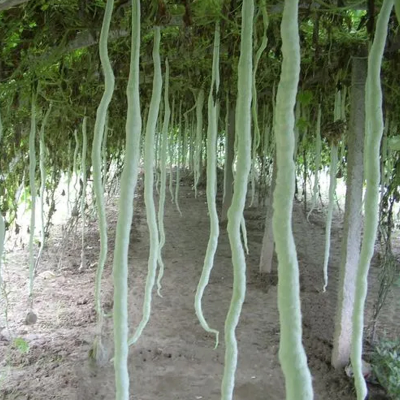 蛇豆蛇瓜种子超长豆角豇豆种子观赏食用春夏农家庭院特色蔬菜种孑-图1