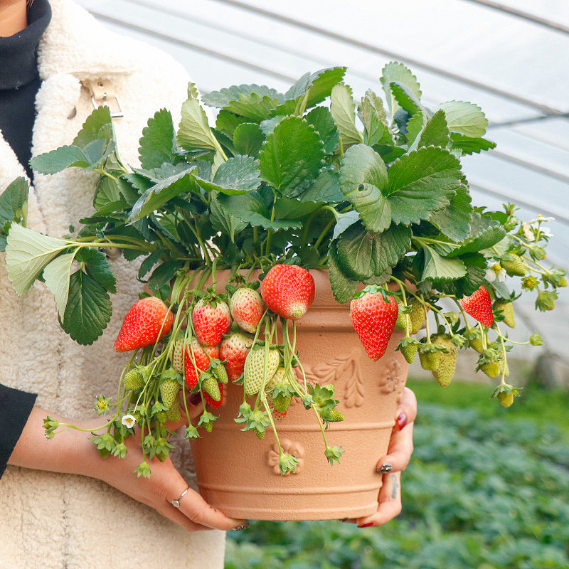 四季奶油草莓种子易活超甜大草莓籽阳台盆栽室内外蔬菜水果种孑-图1