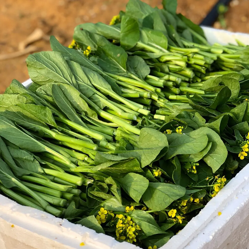 广东四九菜心种子早熟白菜苔四季蔬菜种籽孑农家高产青菜秋季菜籽-图1